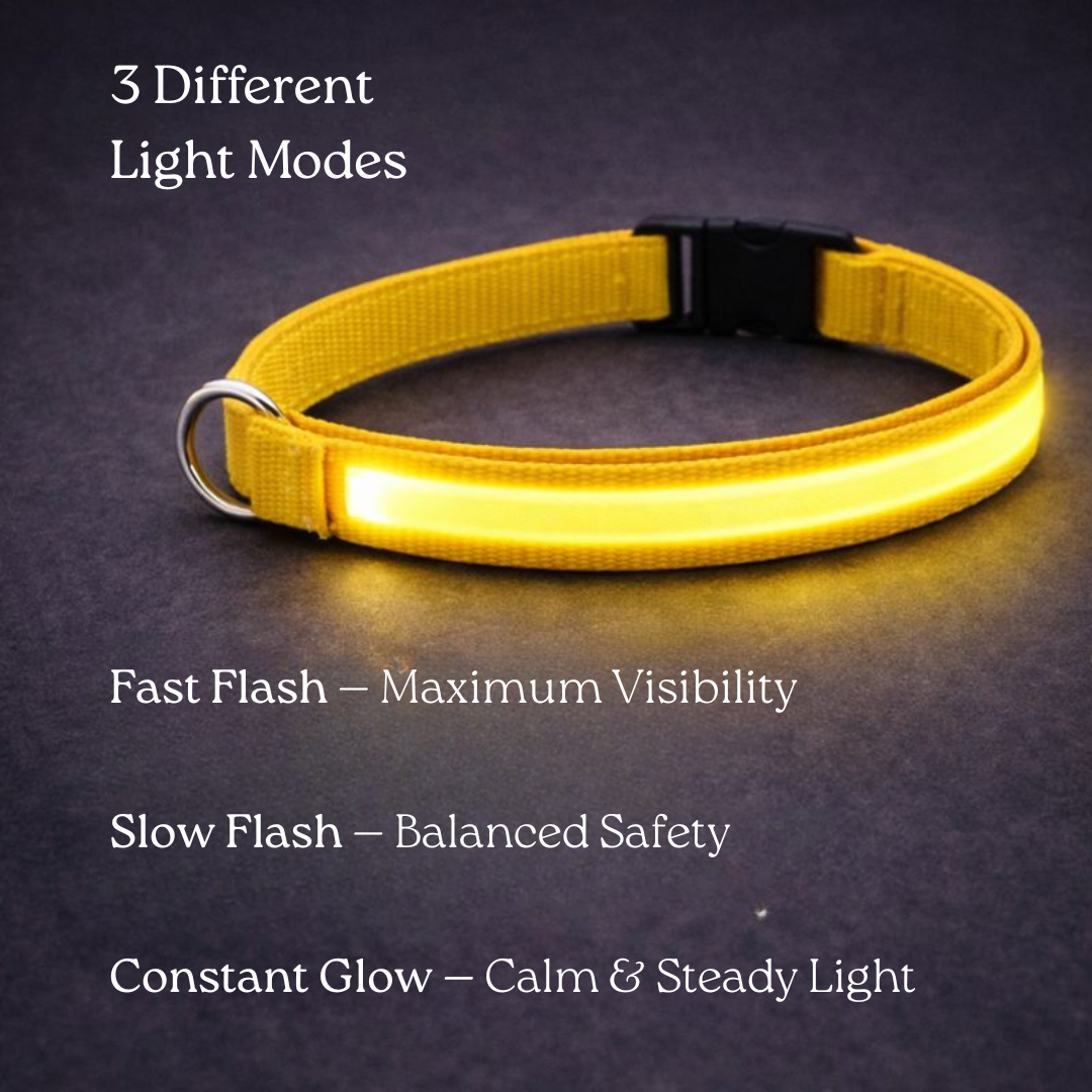 USB Rechargeable LED Light-Up Dog Collar